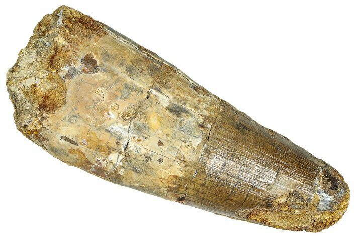 Real Fossil Spinosaurus Tooth - Feeding Worn Tip #365657